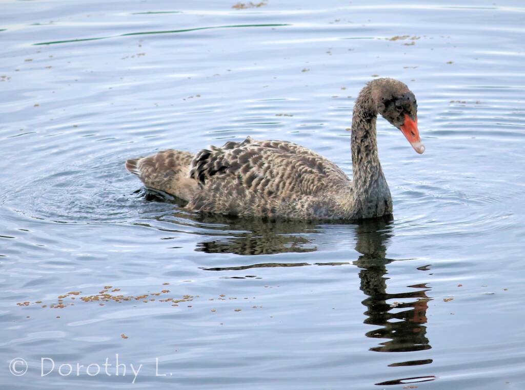 Black Swan (Cygnus atratus) cygnet
