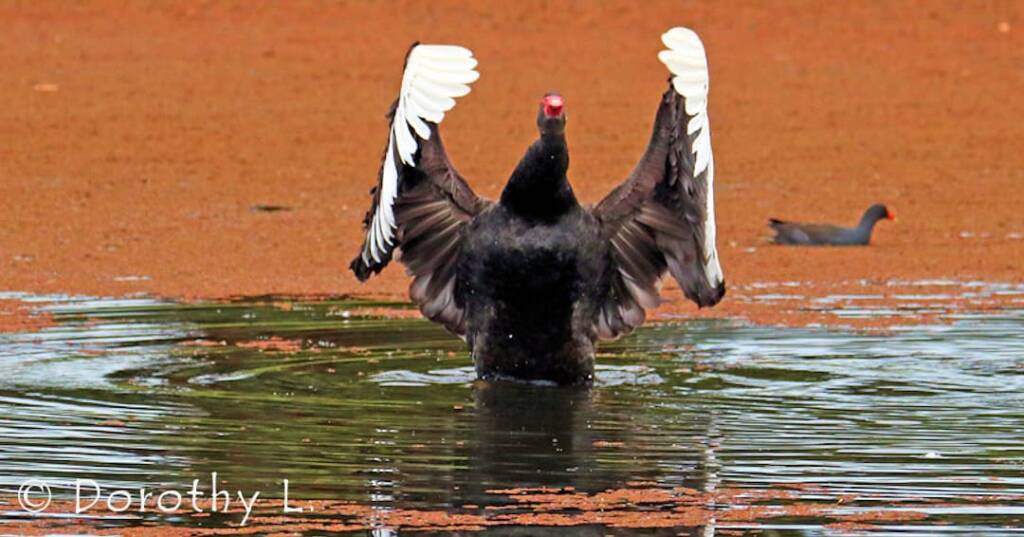 Black Swan (Cygnus atratus)