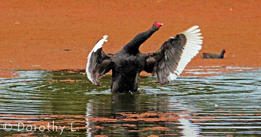 Black Swan (Cygnus atratus)