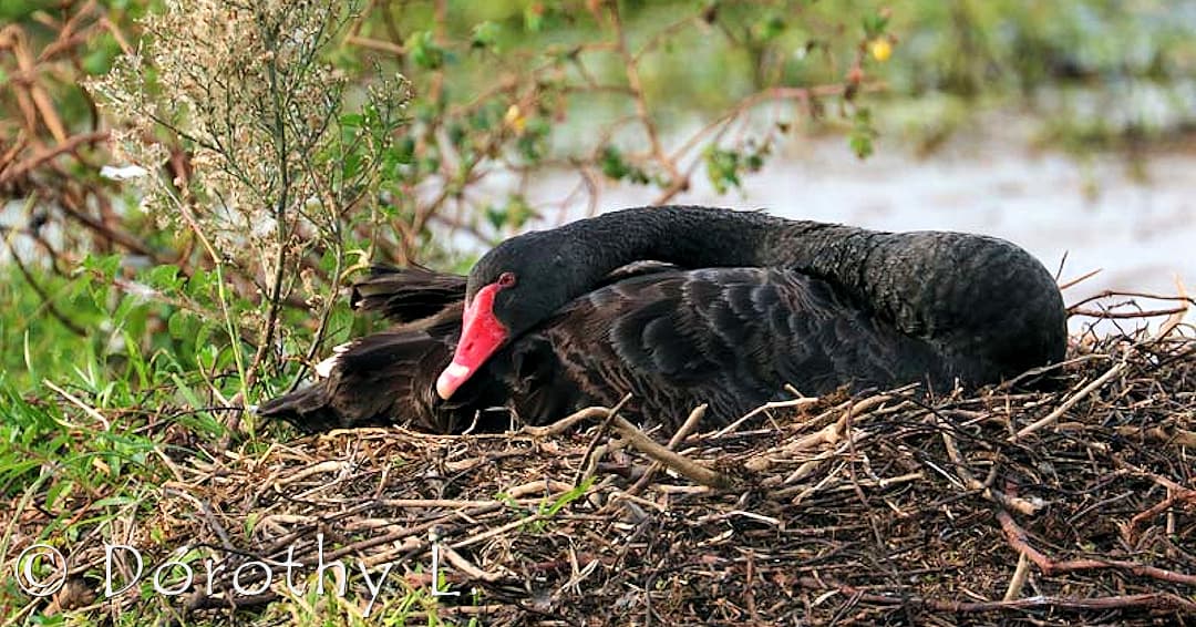 Black Swan (Cygnus atratus)