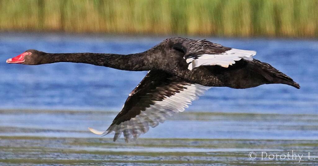 Black Swan (Cygnus atratus)