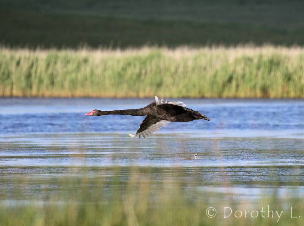 Black Swan (Cygnus atratus)