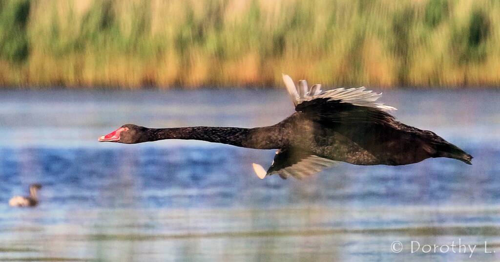 Black Swan (Cygnus atratus)