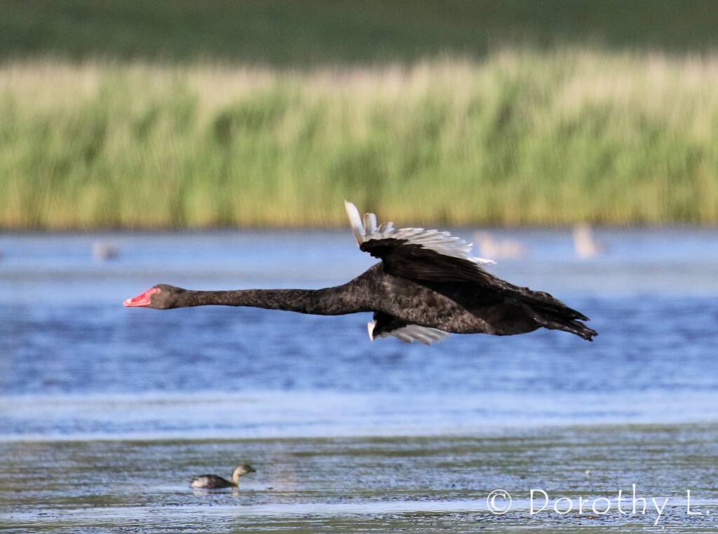 Black Swan (Cygnus atratus)