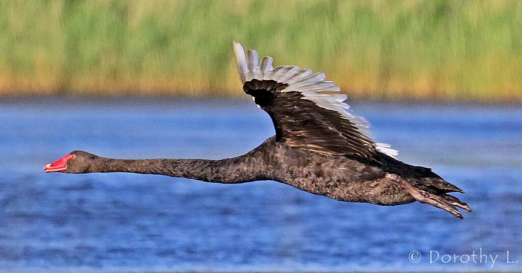 Black Swan (Cygnus atratus)