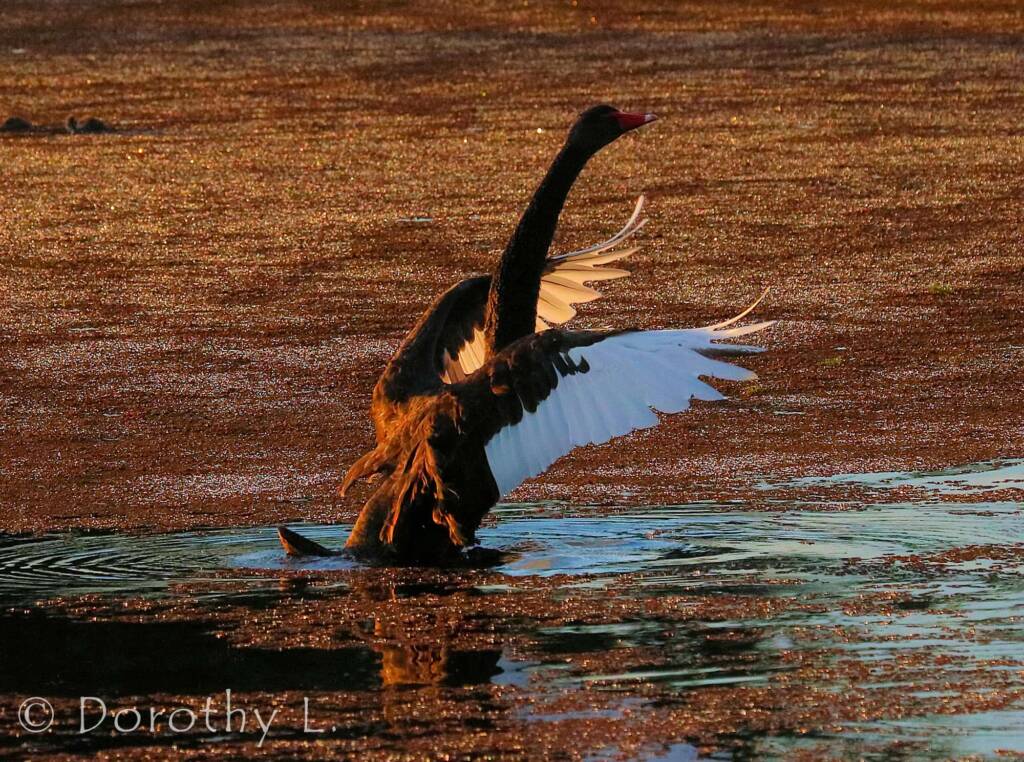 Black Swan (Cygnus atratus) at dusk