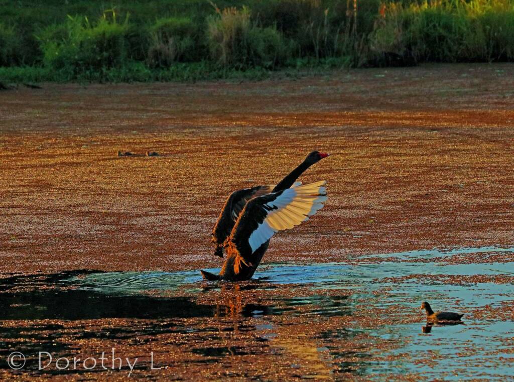 Black Swan (Cygnus atratus) at dusk