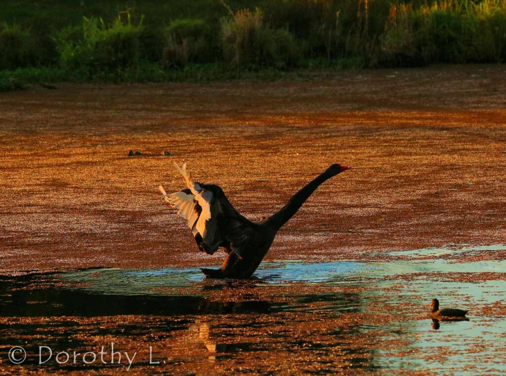 Black Swan (Cygnus atratus) at dusk