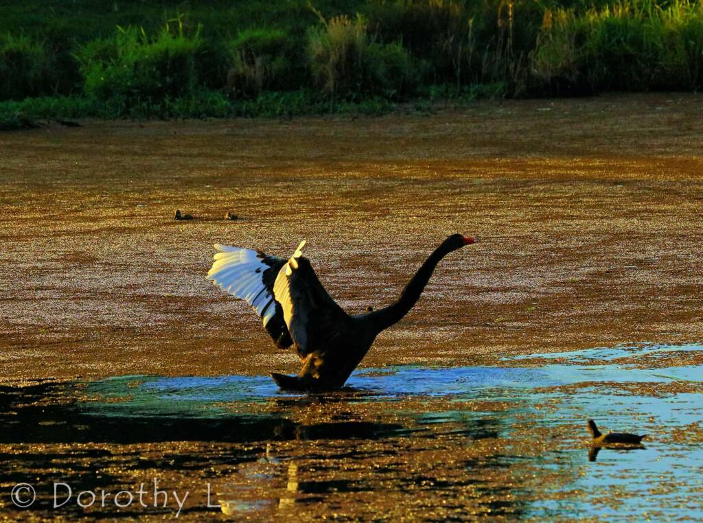Black Swan (Cygnus atratus) at dusk