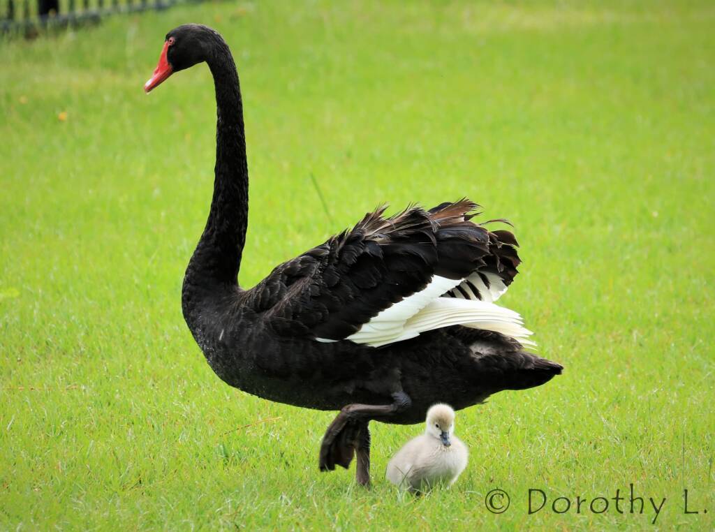 Black Swan (Cygnus atratus) and cygnet