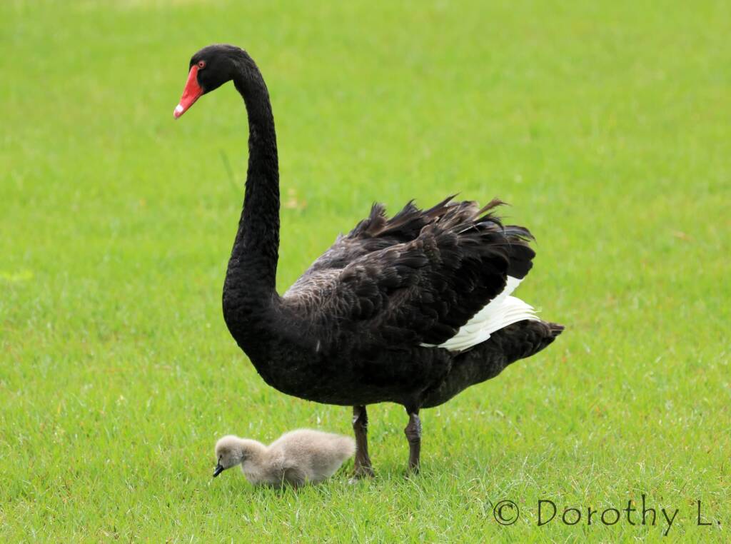 Black Swan (Cygnus atratus) and cygnet