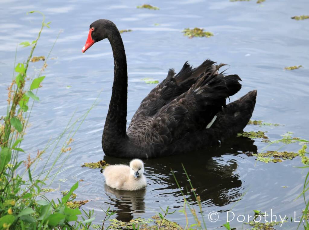Black Swan (Cygnus atratus) and cygnet