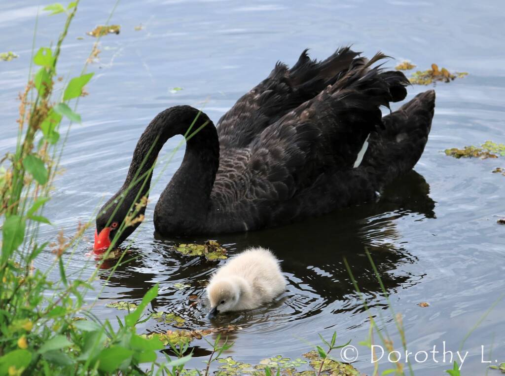 Black Swan (Cygnus atratus) and cygnet