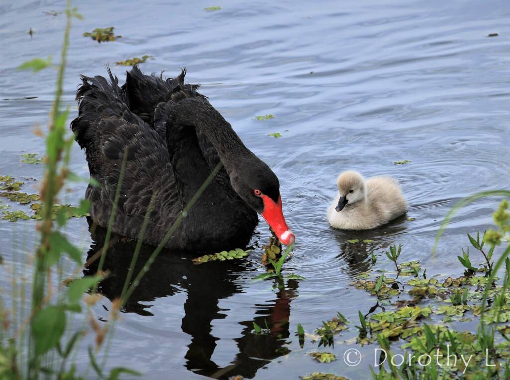 Black Swan (Cygnus atratus) and cygnet