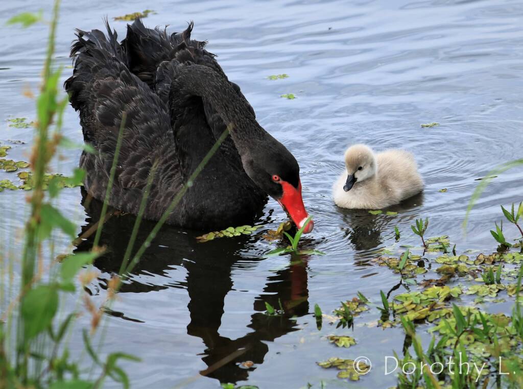 Black Swan (Cygnus atratus) and cygnet