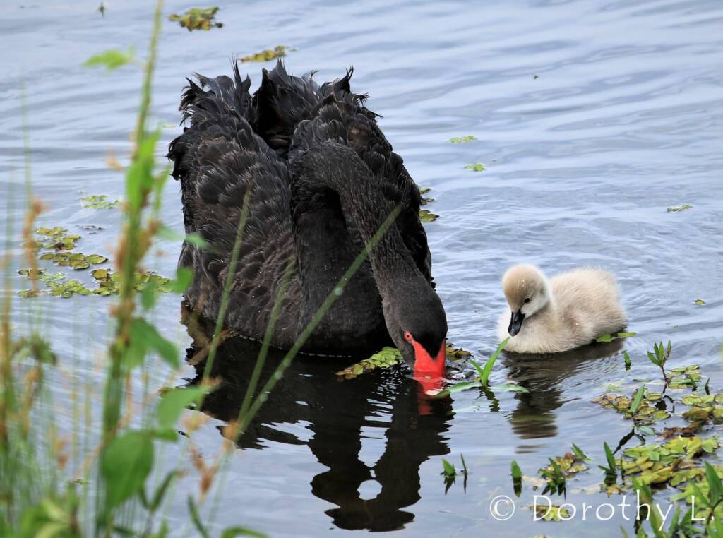 Black Swan (Cygnus atratus) and cygnet