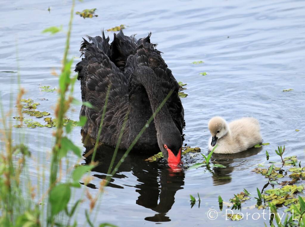 Black Swan (Cygnus atratus) and cygnet