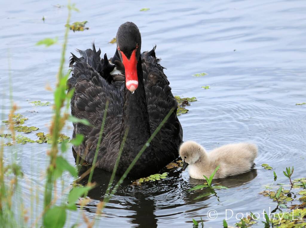 Black Swan (Cygnus atratus) and cygnet