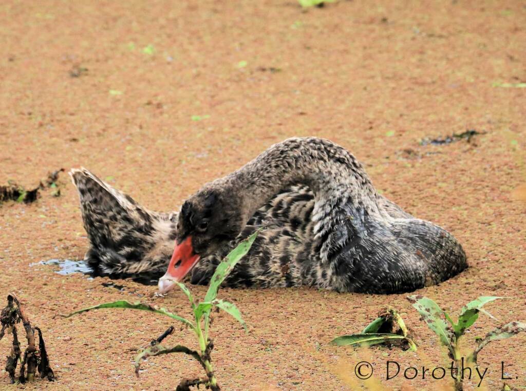 Immature Black Swan (Cygnus atratus)
