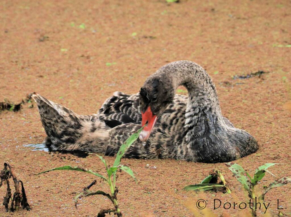 Immature Black Swan (Cygnus atratus)