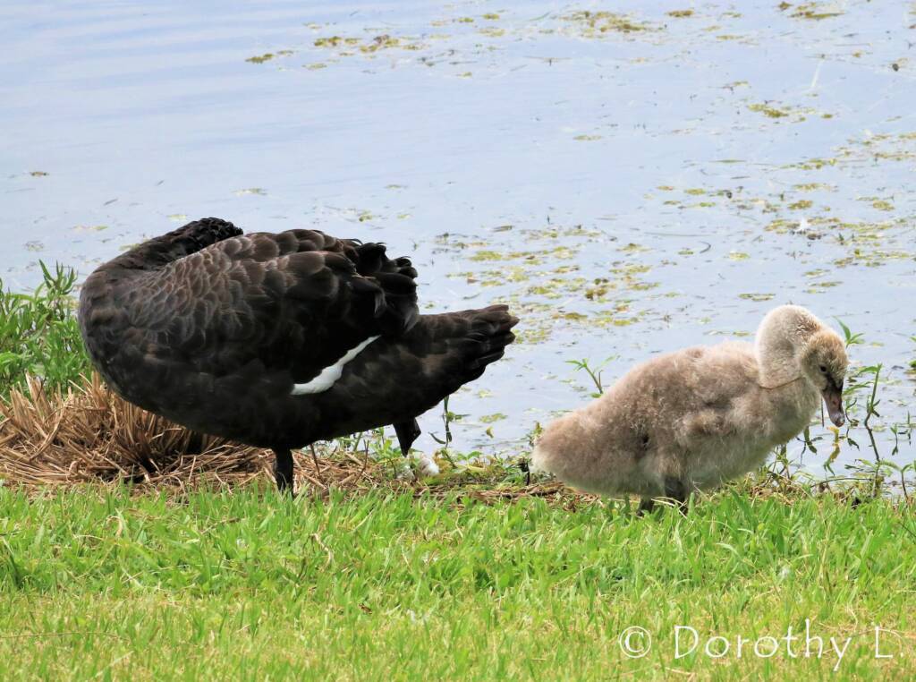 Black Swan (Cygnus atratus) and cygnet