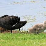 Black Swan (Cygnus atratus) and cygnet