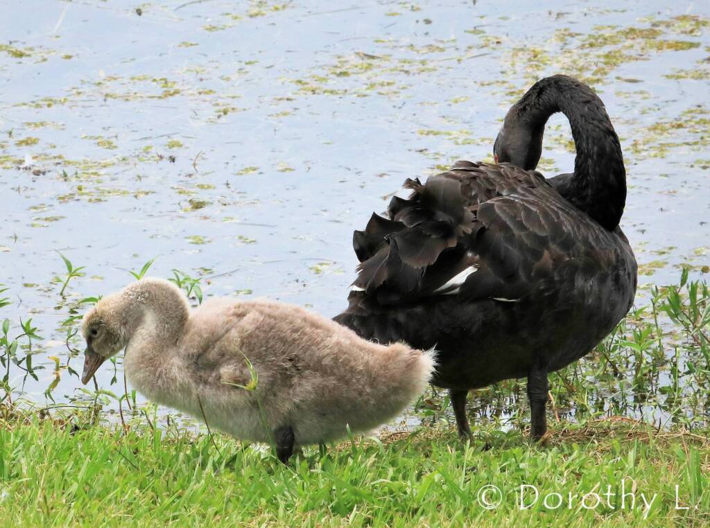Black Swan (Cygnus atratus) and cygnet