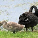 Black Swan (Cygnus atratus) and cygnet