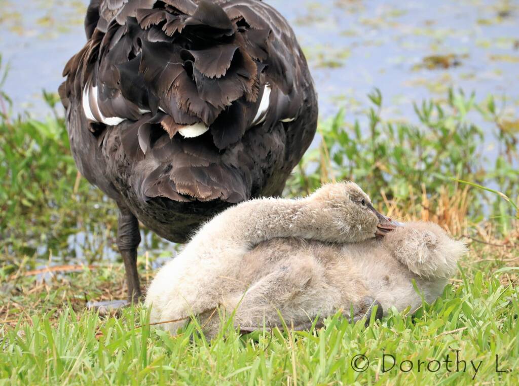 Black Swan (Cygnus atratus) and cygnet