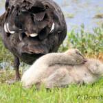 Black Swan (Cygnus atratus) and cygnet