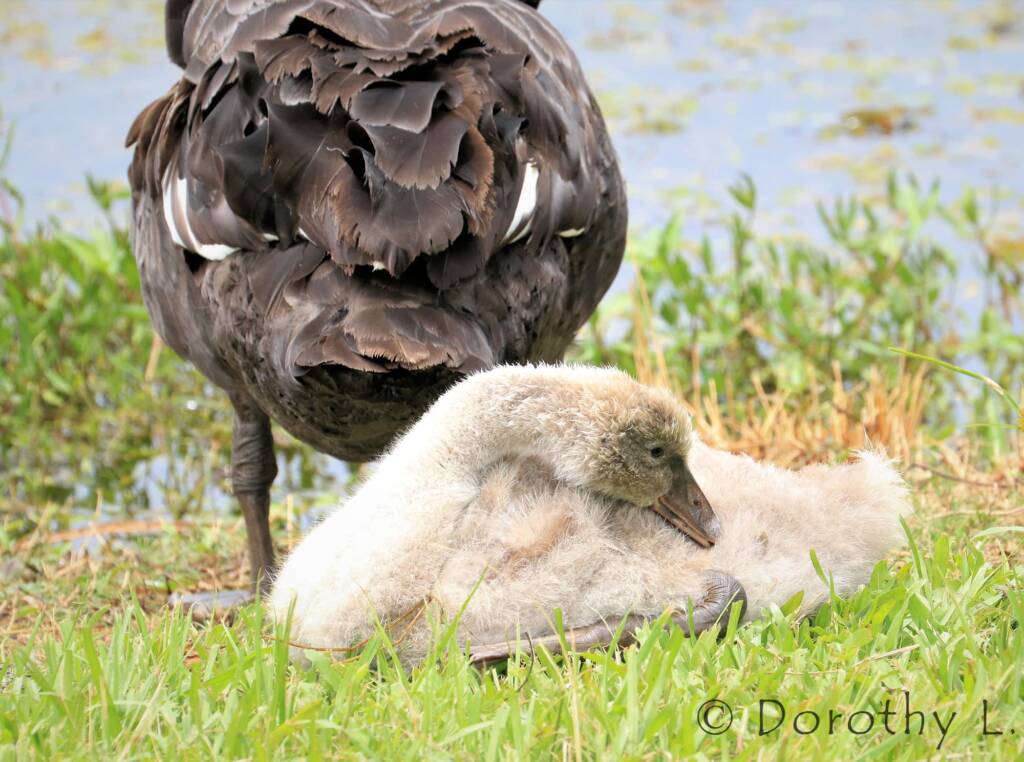 Black Swan (Cygnus atratus) and cygnet
