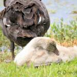 Black Swan (Cygnus atratus) and cygnet