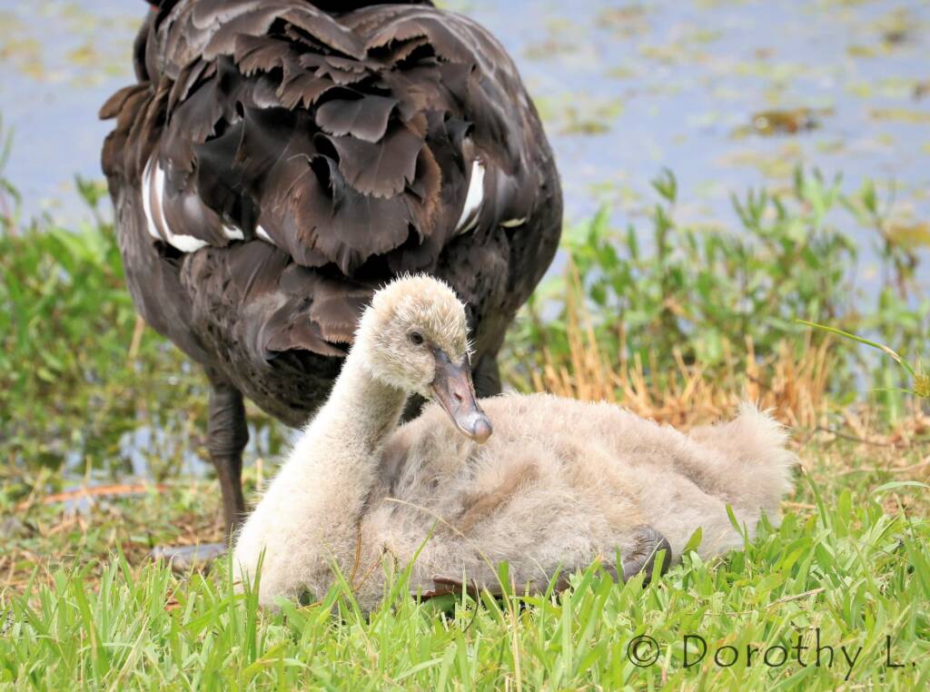Black Swan (Cygnus atratus) and cygnet