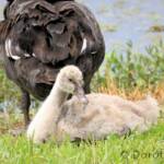 Black Swan (Cygnus atratus) and cygnet