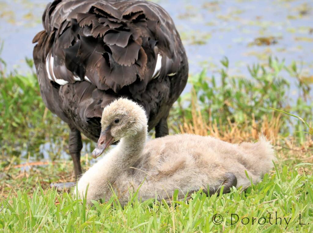 Black Swan (Cygnus atratus) and cygnet