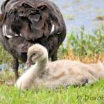 Black Swan (Cygnus atratus) and cygnet