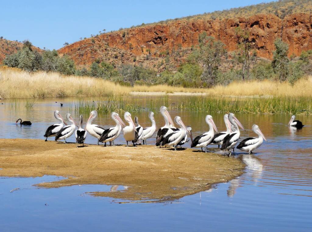Black Swan with Australian Pelicans, 2 Mile, West MacDonnell Ranges