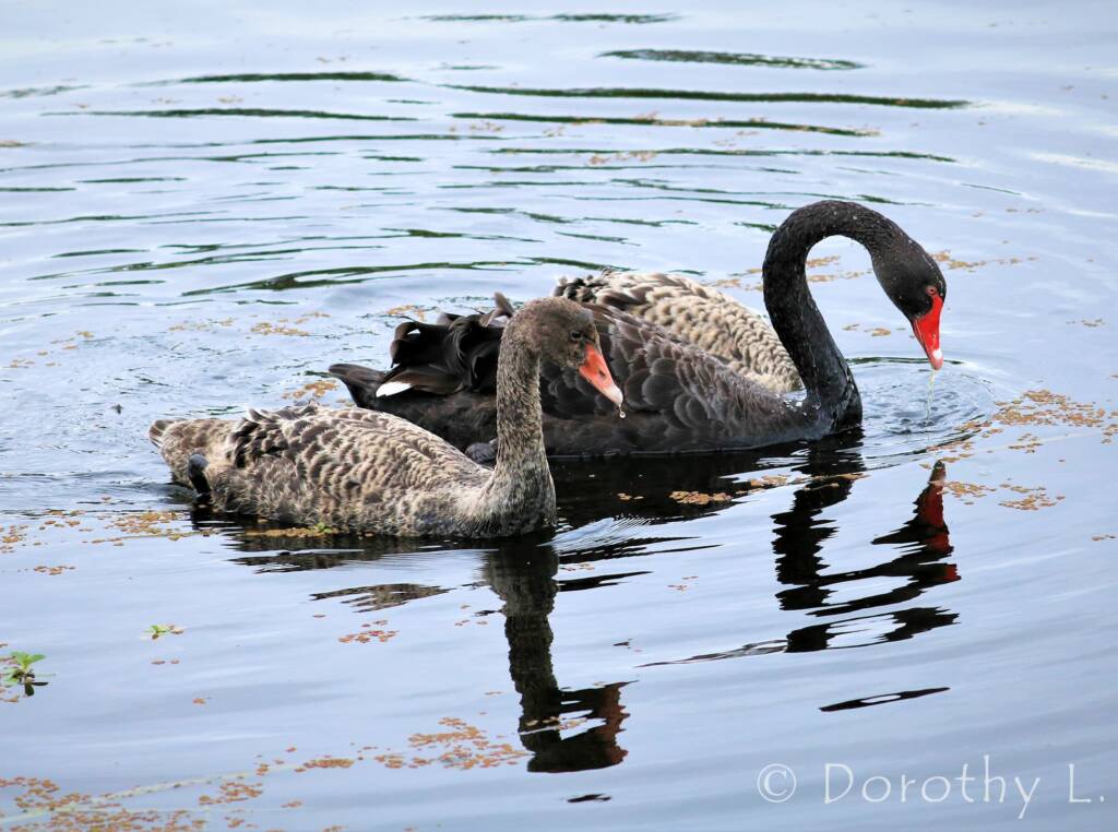Black Swan (Cygnus atratus) and cygnets
