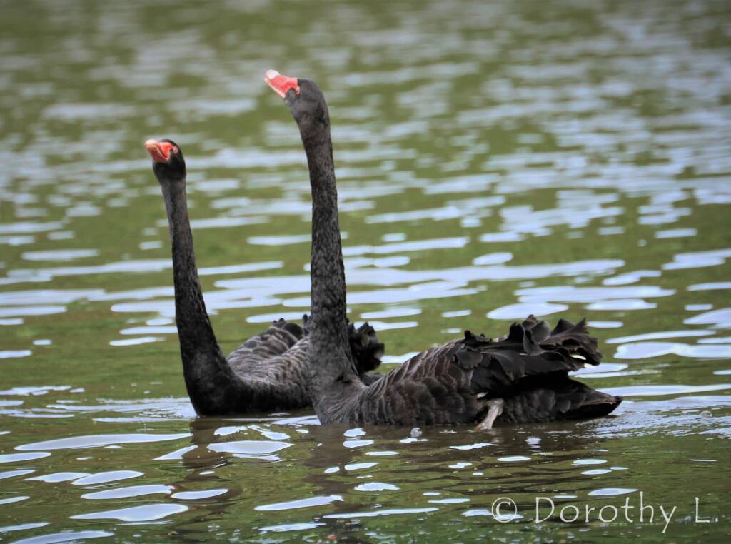 Black Swans (Cygnus atratus)