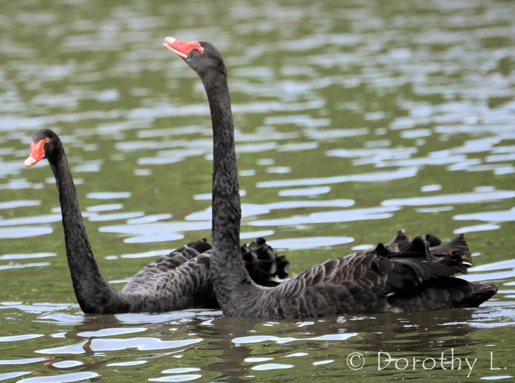 Black Swans (Cygnus atratus)