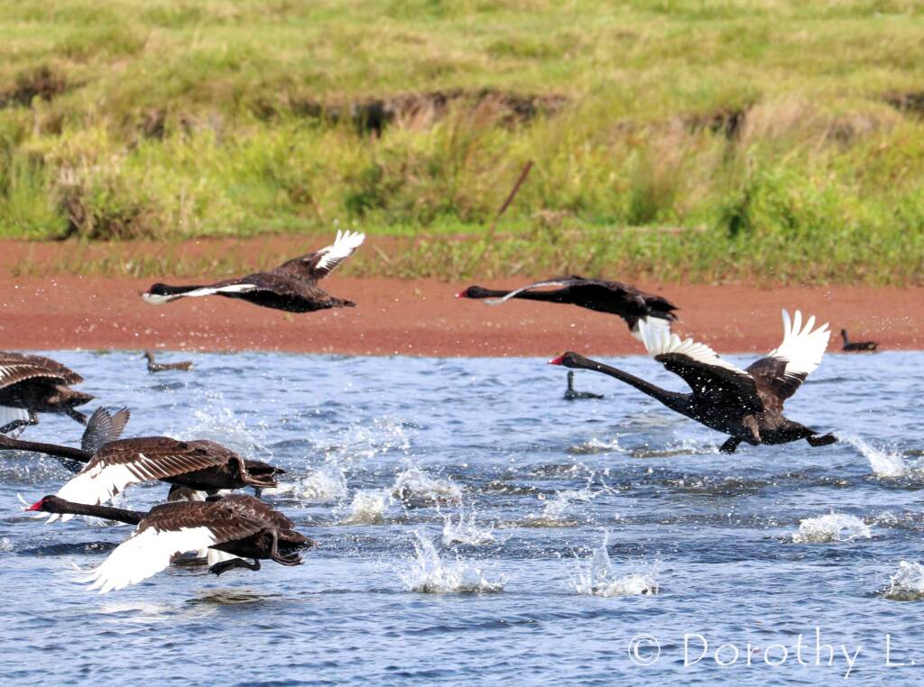 Black Swans (Cygnus atratus)