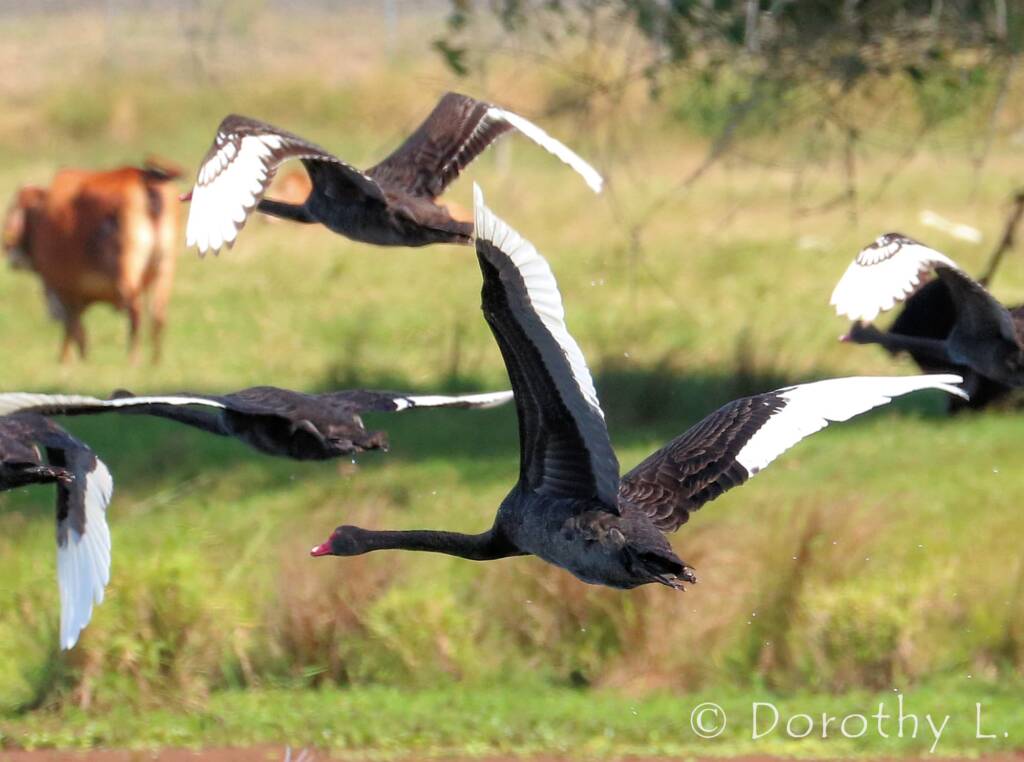 Black Swans (Cygnus atratus)