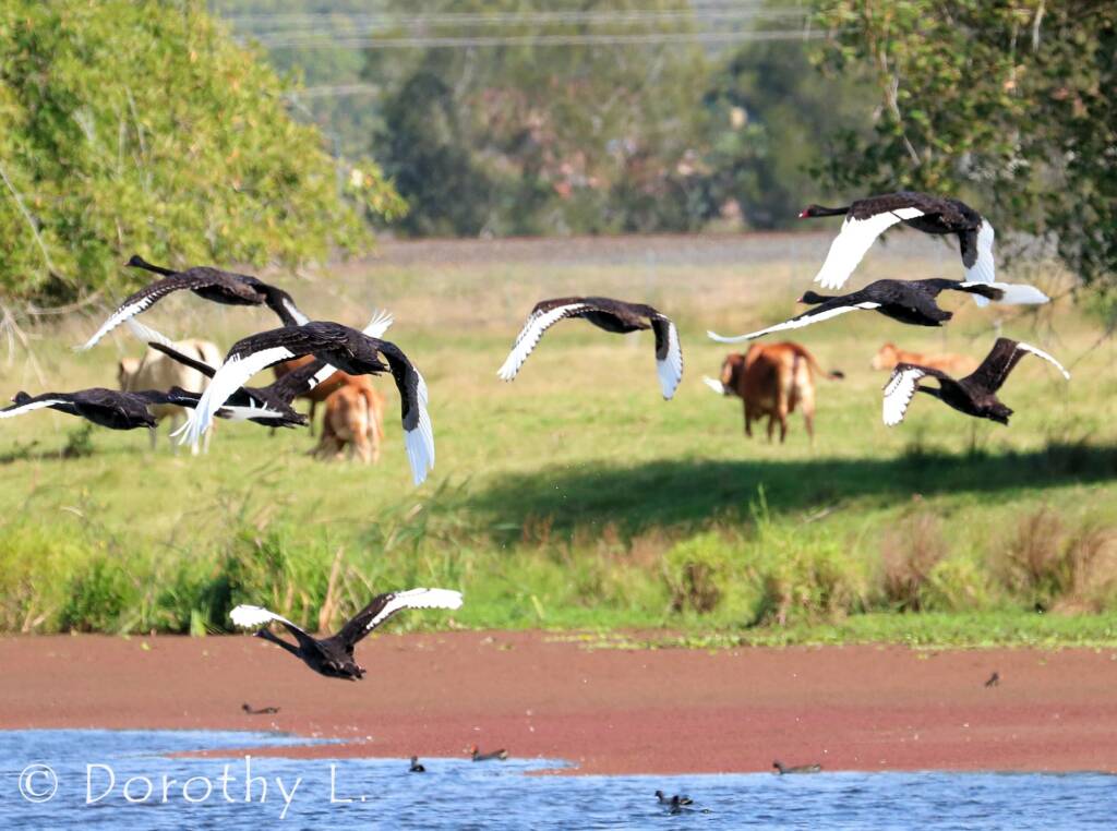 Black Swans (Cygnus atratus)