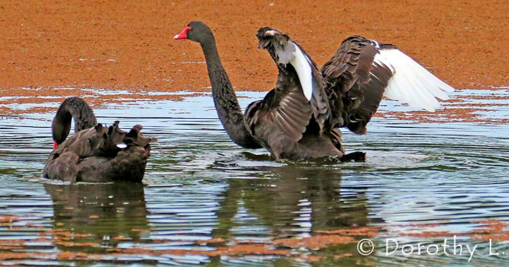 Black Swans (Cygnus atratus)