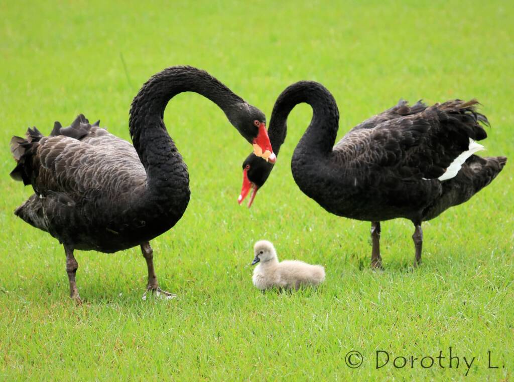 Black Swans (Cygnus atratus) and cygnet