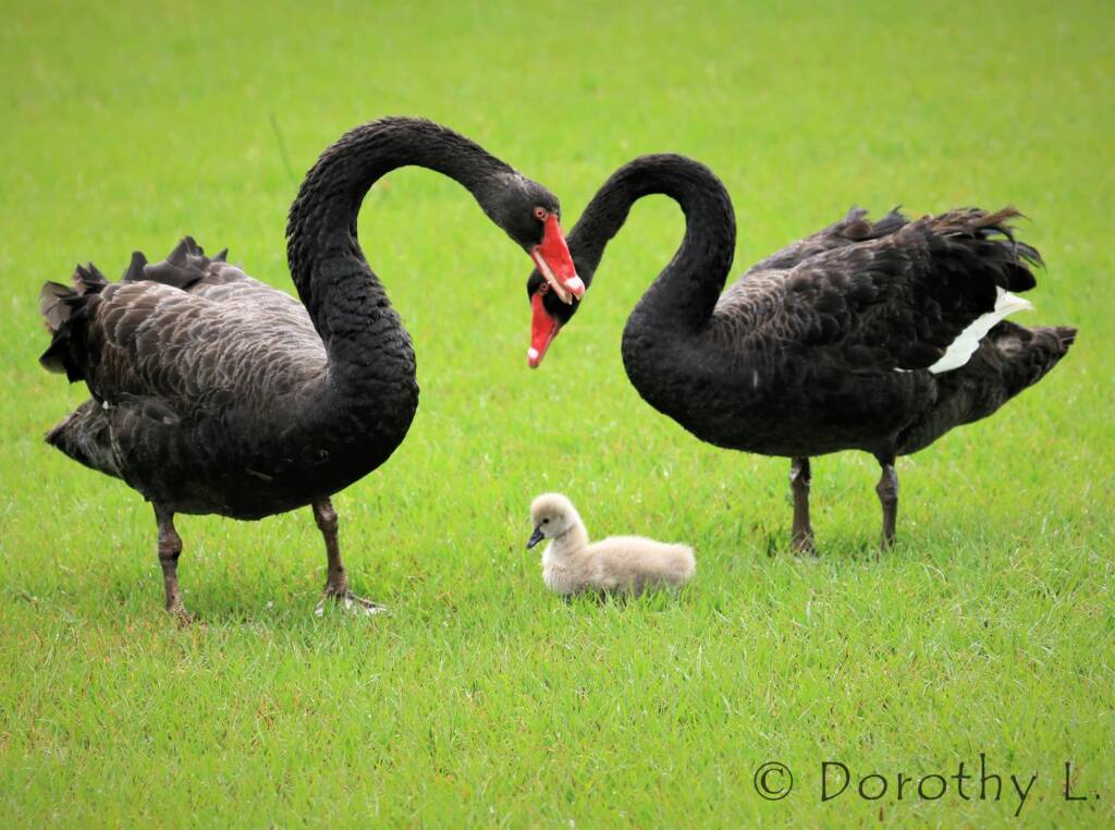 Black Swans (Cygnus atratus) and cygnet