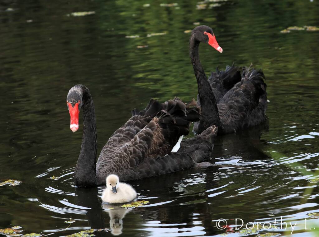 Black Swans (Cygnus atratus) and cygnet