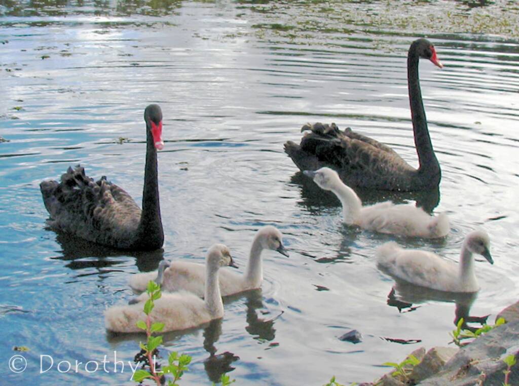 Black Swans (Cygnus atratus) and cygnets
