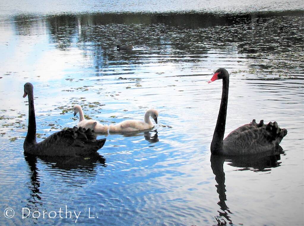 Black Swans (Cygnus atratus) and cygnets