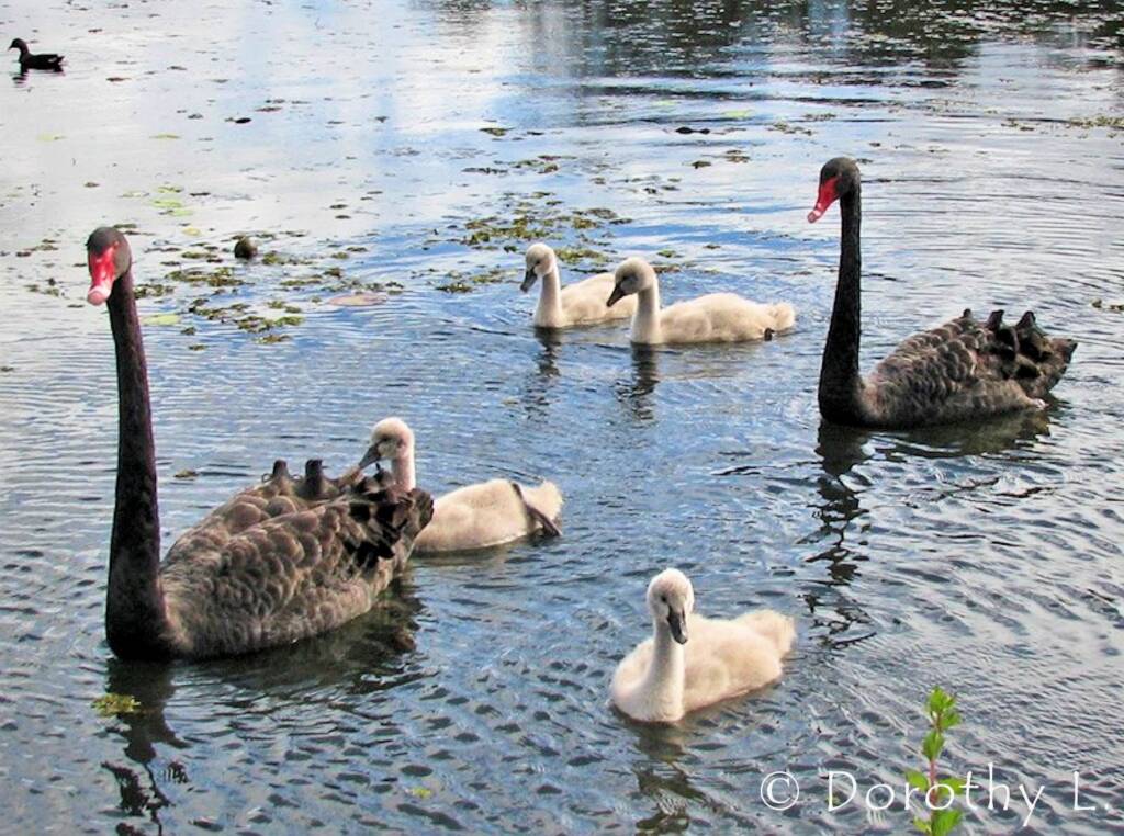 Black Swans (Cygnus atratus) and cygnets